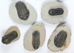 Lot: Assorted Devonian Trilobites - Pieces #92154-2